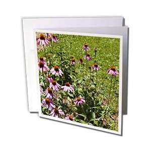  Patricia Sanders Flowers   Field of Echinacea Flowers 