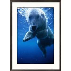  Polar Bear Swimming Underwater in Alaska Zoo, USA Framed 