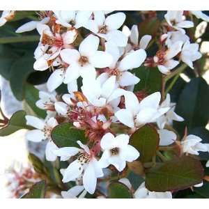 indian hawthorn snow 3 gal