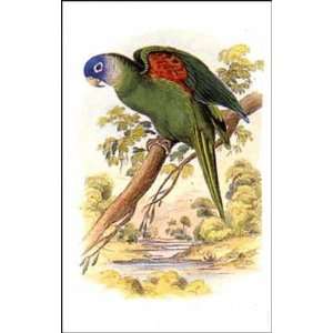  Parrots 2 of 10   Poster by Sir William Jardine (4.5x6.75 