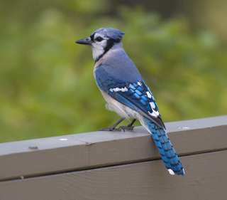 blue and white Blue Jay pauses on a fence rail.