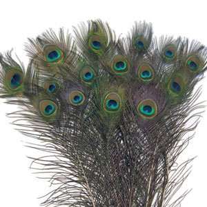  200 Peacock Tails Natural Feathers