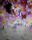 Pink Fall Blloming Daisies Perennial (5 plants)