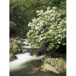  Mountain Laurel on Little Pigeon River, Cades Cove, Great 