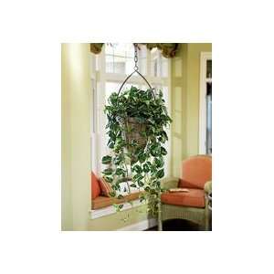  Silk Hanging Pothos Planter