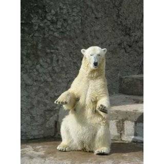 Dancing Polar Bear she   24H x 18W   Peel and Stick Wall Decal by 