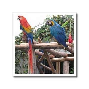  Rainbow Birds in Peru Animals Travel   8x8 Iron On Heat 