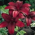 Lily Bulbs ★ Montenegro Asiatic ★ Deep Red Blooms ★ Gar