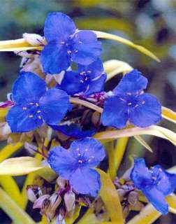 Sweet Kate (Blue & Gold) Spiderwort Tradescantia Potted  