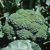 this item is 4 live plant of premium crop broccoli 1975 all