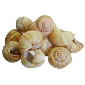 Ile France Extra Large French Escargot Grocery & Gourmet Food