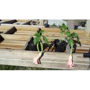 1 Gallon Angel Trumpet Brugmansia Frosty Pink Tree Large 