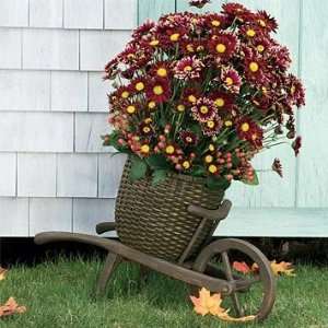  Wheelbarrow Planter