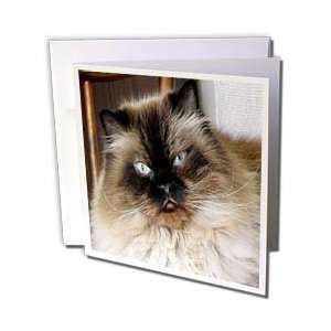 WhiteOak Photography Cats   Siamese cat on Chair   Greeting Cards 6 